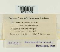 Puccinia flaccida image