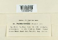 Puccinia gentianae image