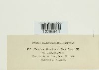 Puccinia gentianae image