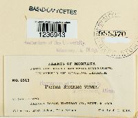 Puccinia gentianae image