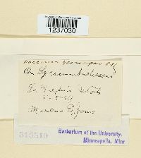 Puccinia globosipes image