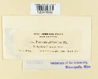 Puccinia globosipes image