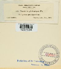 Puccinia globosipes image