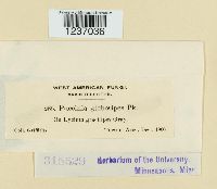 Puccinia globosipes image