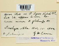 Puccinia globosipes image