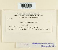 Puccinia globosipes image