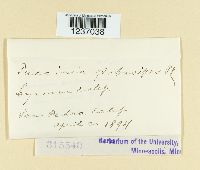 Puccinia globosipes image