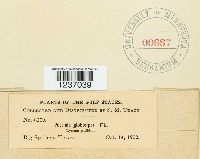 Puccinia globosipes image