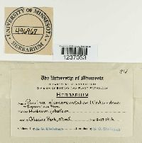 Puccinia glumarum image