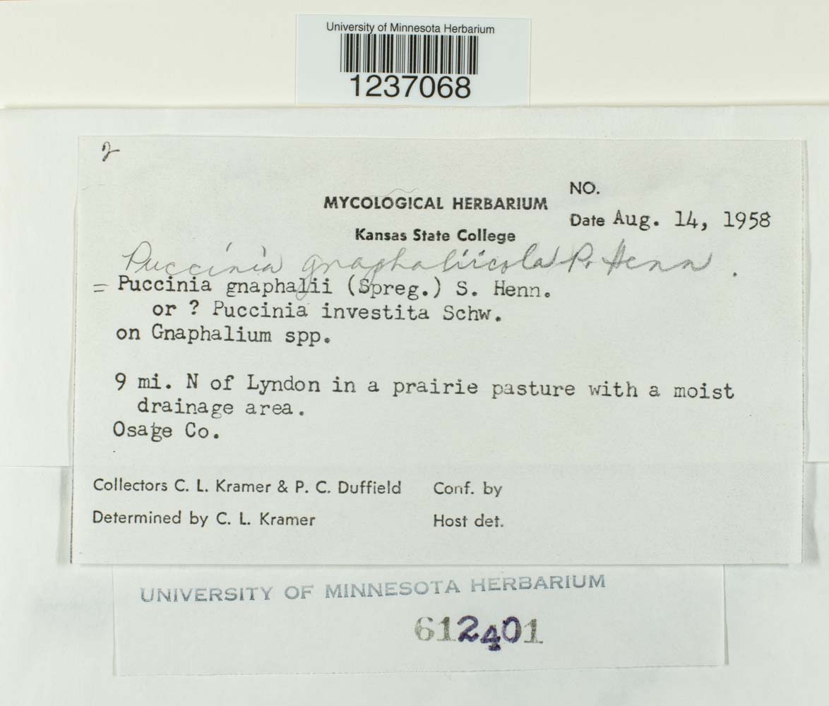 Puccinia gnaphaliicola image