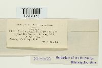 Puccinia graminella image