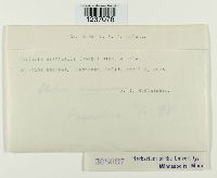 Puccinia graminella image