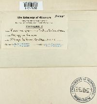 Puccinia graminis image