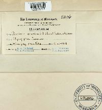 Puccinia graminis image