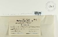 Puccinia graminis image