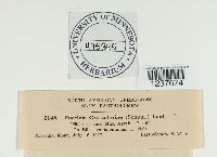 Puccinia grossulariae image