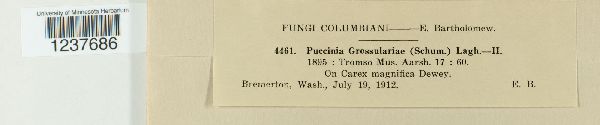 Puccinia grossulariae image
