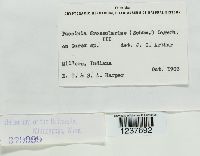 Puccinia grossulariae image