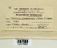 Puccinia grossulariae image