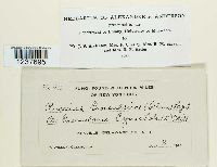 Puccinia grossulariae image