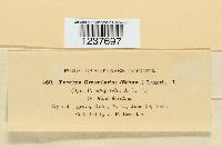 Puccinia grossulariae image