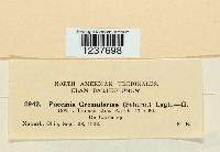 Puccinia grossulariae image