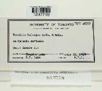 Puccinia haleniae image