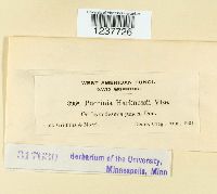 Puccinia harknessii image