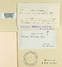 Puccinia harknessii image