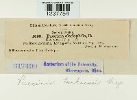 Puccinia harknessii image