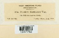 Puccinia harknessii image