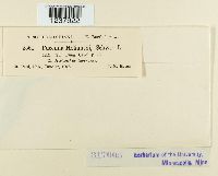 Puccinia helianthi image