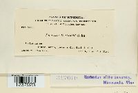 Puccinia helianthi image