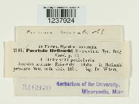 Puccinia helianthi image