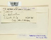 Puccinia helianthi image