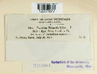 Puccinia helianthi image