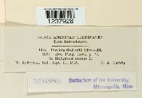 Puccinia helianthi image