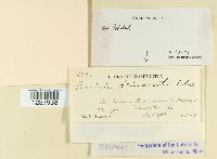 Puccinia helianthi image