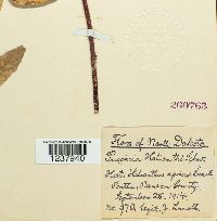 Puccinia helianthi image