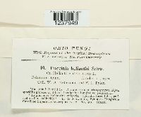 Puccinia helianthi image