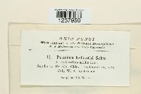 Puccinia helianthi image