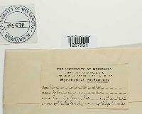 Puccinia helianthi image