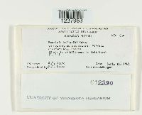 Puccinia helianthi image