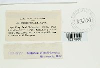 Puccinia helianthi image