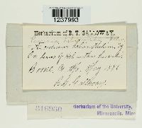 Puccinia helianthi image