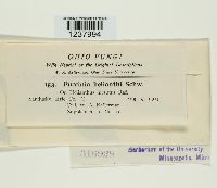 Puccinia helianthi image