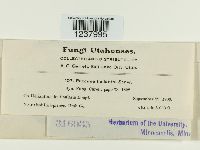 Puccinia helianthi image