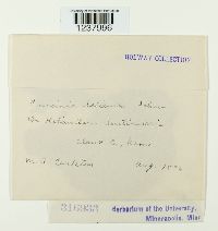 Puccinia helianthi image