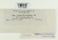 Puccinia helianthi image