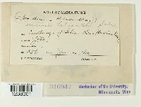 Puccinia helianthi image